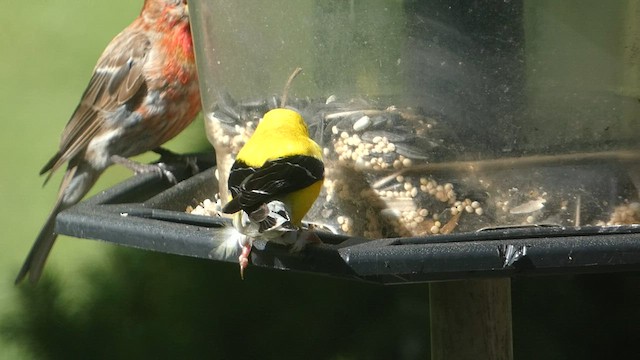 American Goldfinch - ML604559541