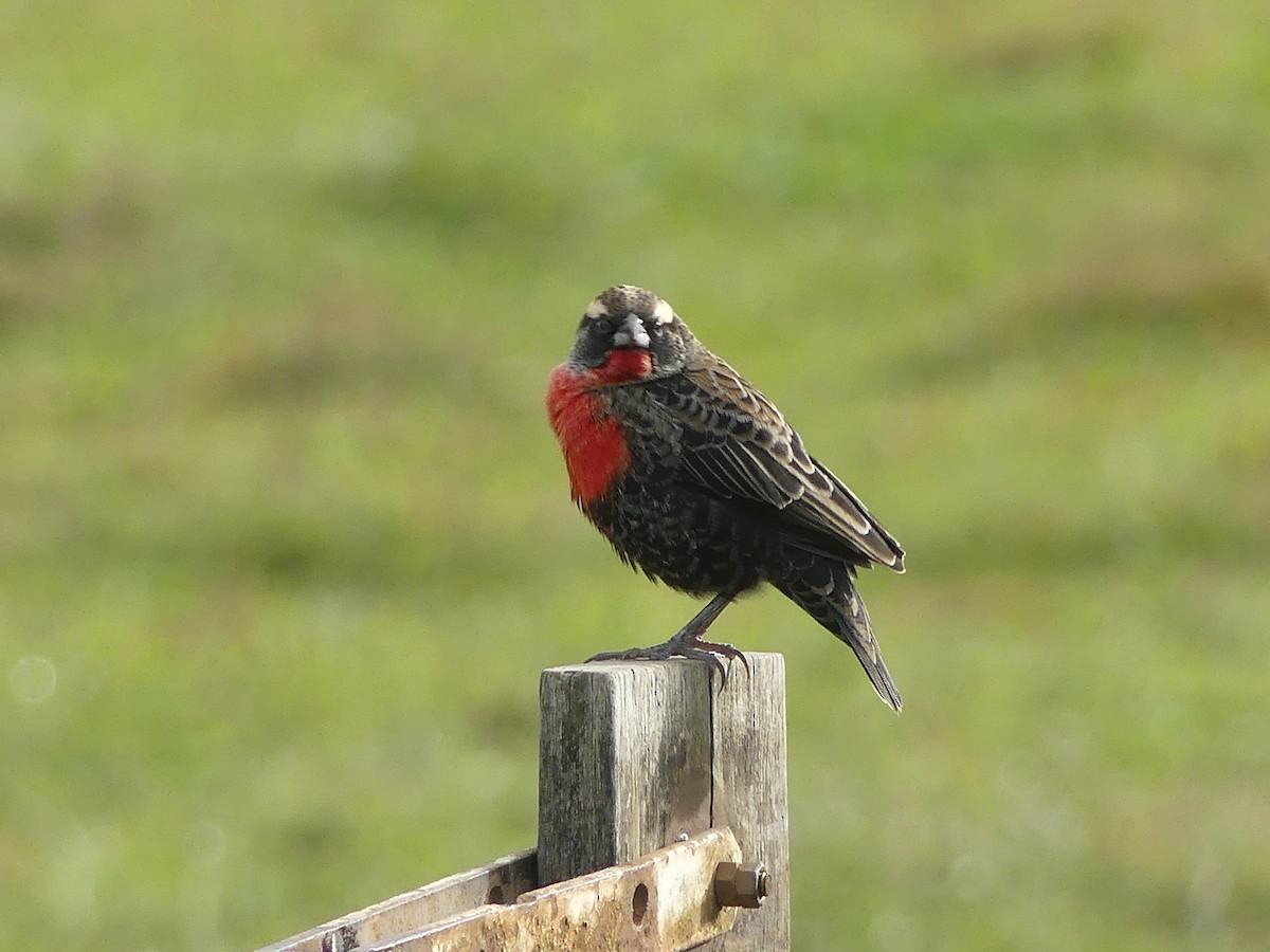 White-browed Meadowlark - ML604559681