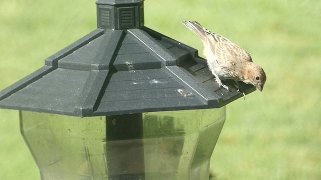 House Finch - ML604559941