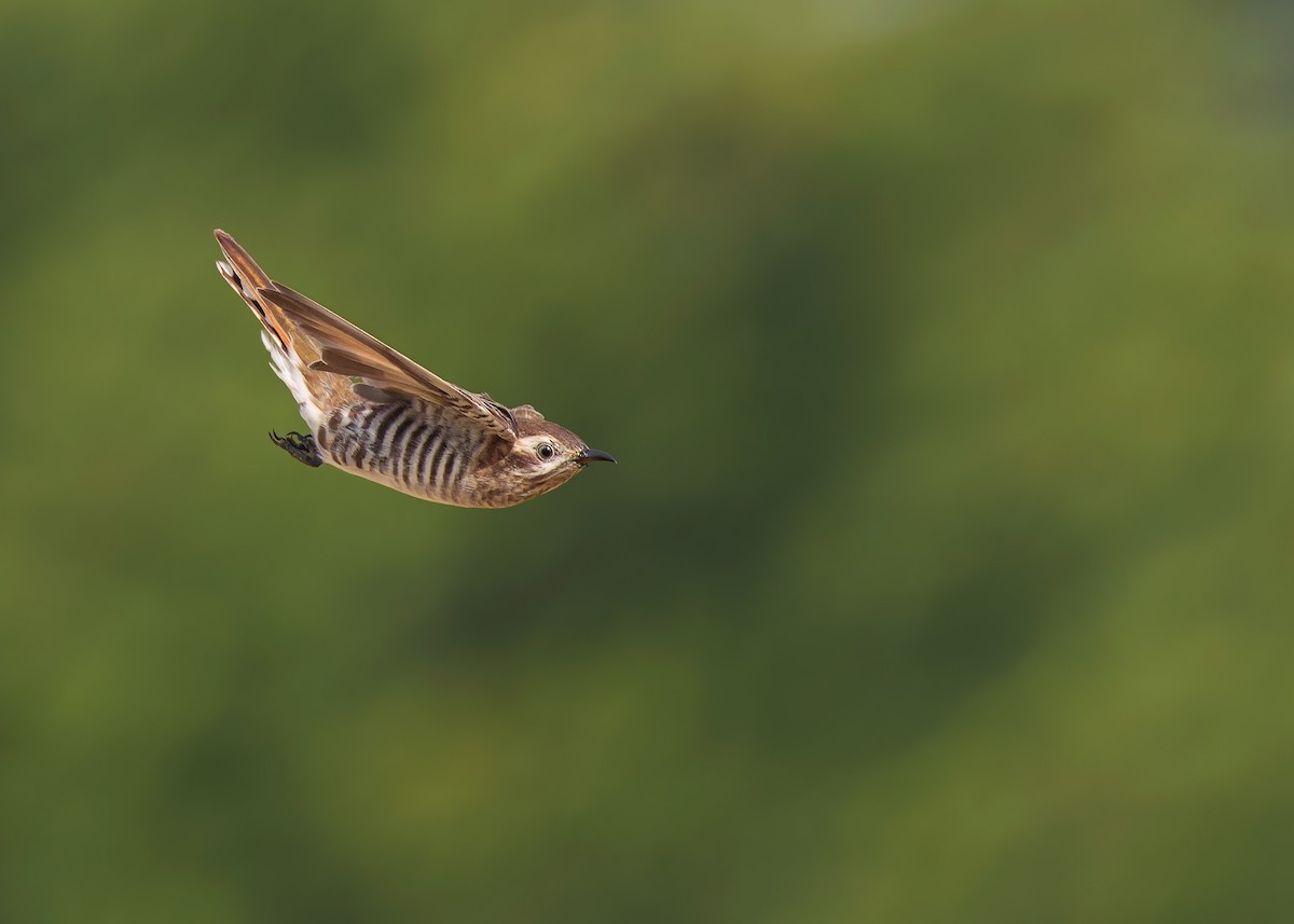 Horsfield's Bronze-Cuckoo - Ayuwat Jearwattanakanok