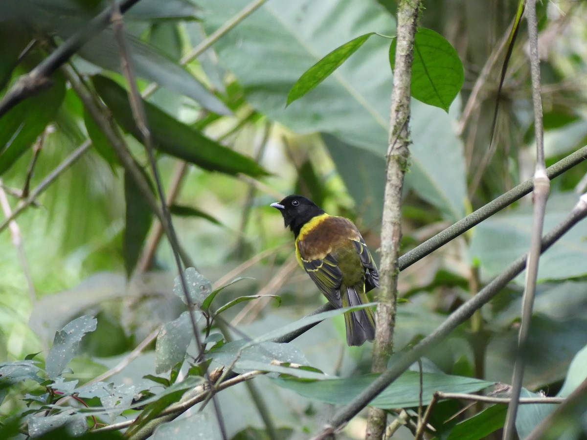 Cotinga coqueluchon - ML604560041