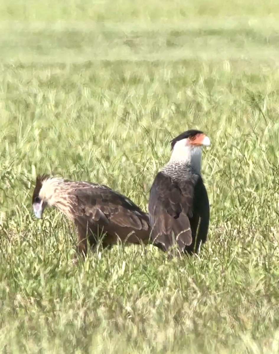 Crested Caracara - ML604560491
