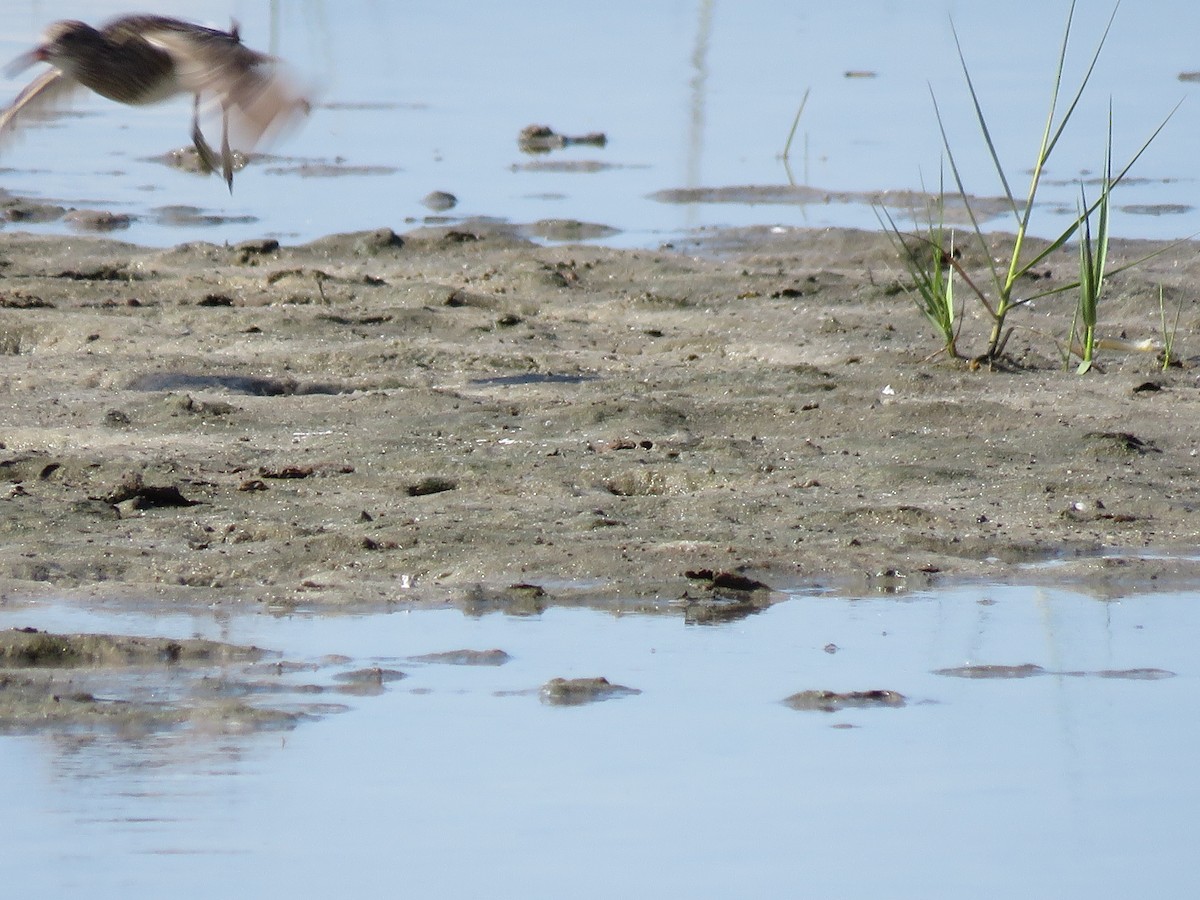 Pectoral Sandpiper - Connor Gable