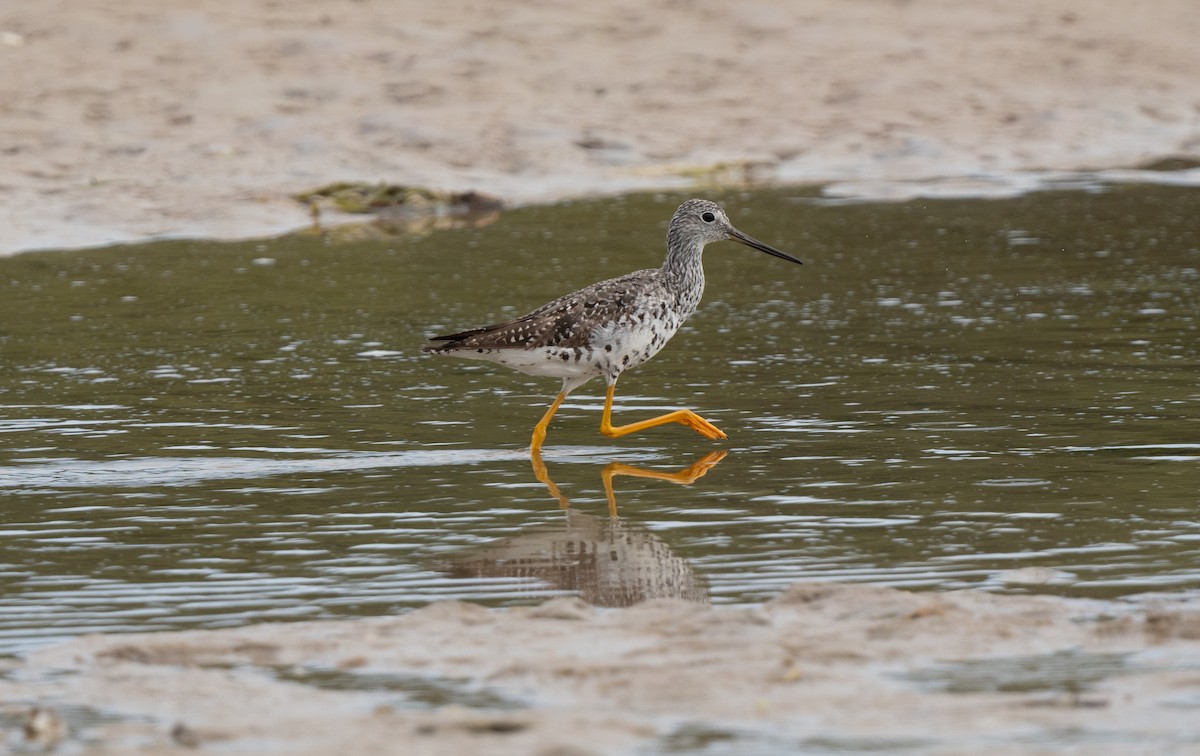 Greater Yellowlegs - ML604561481