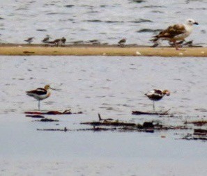 Avoceta Americana - ML604561871