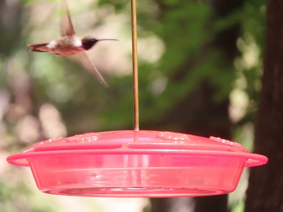 Black-chinned Hummingbird - ML604563091