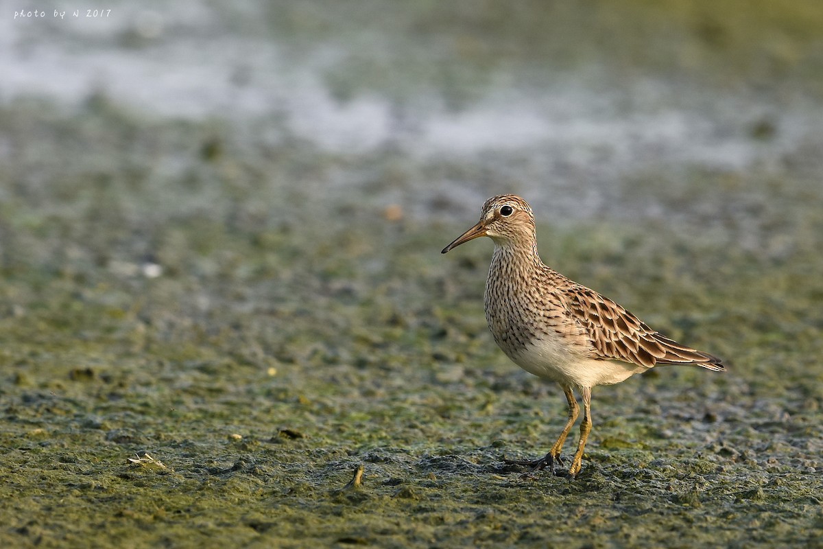 Graubrust-Strandläufer - ML60456361