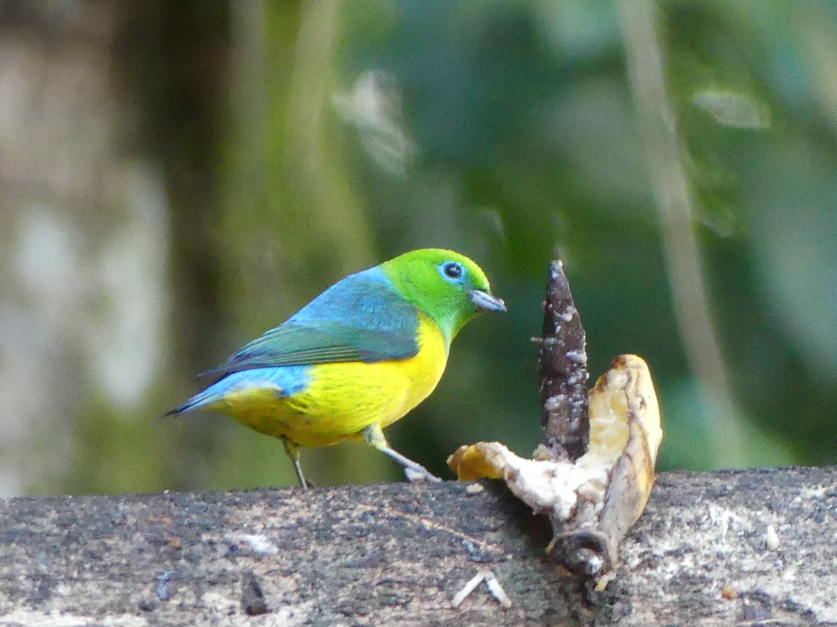 Blue-naped Chlorophonia - ML604564011