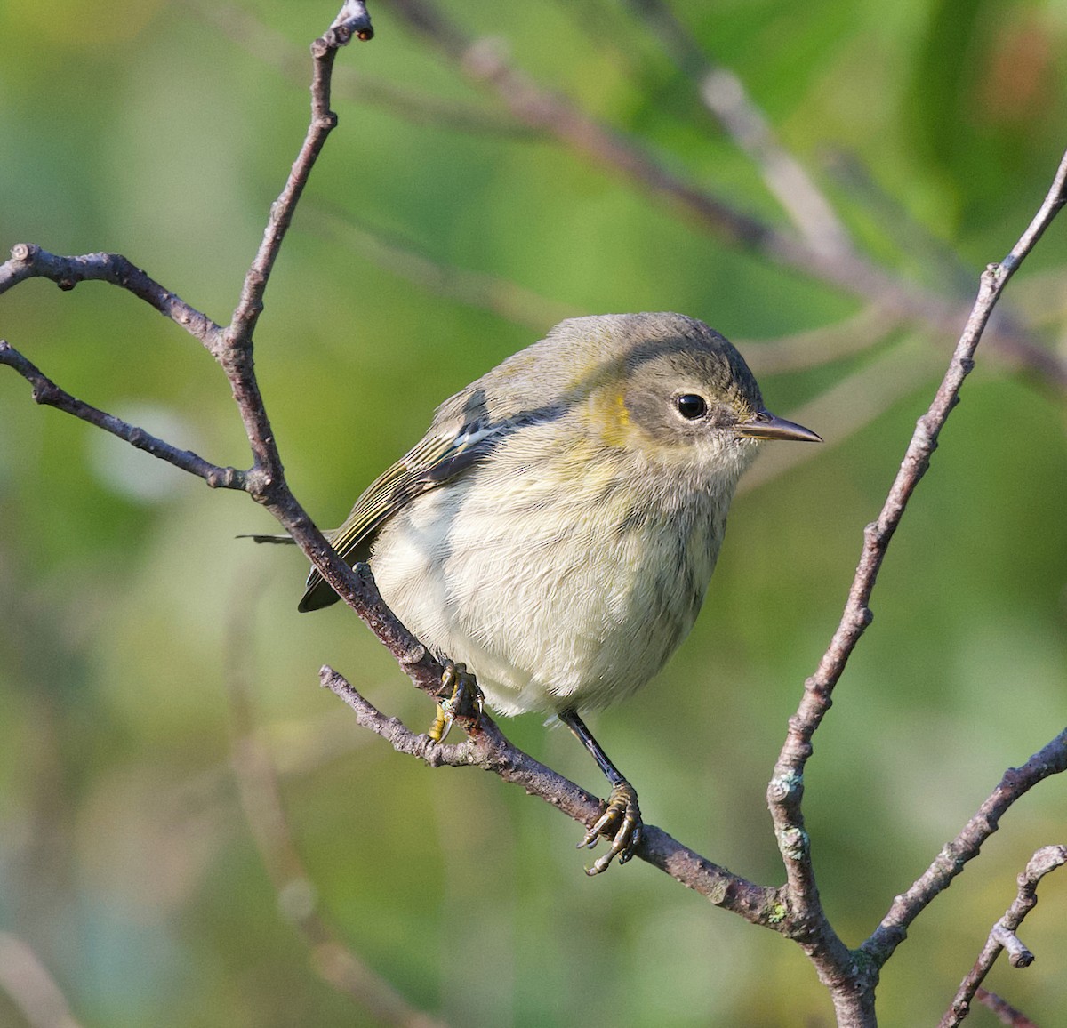 Cape May Warbler - ML604564331