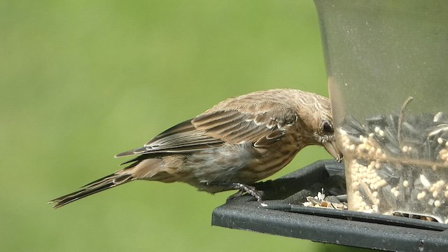 House Finch - ML604564851