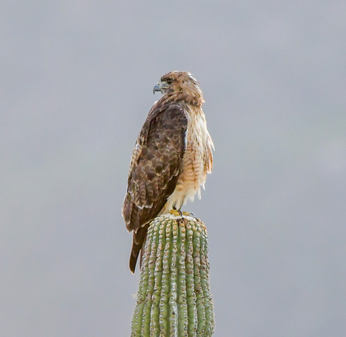 Red-tailed Hawk - ML604565301