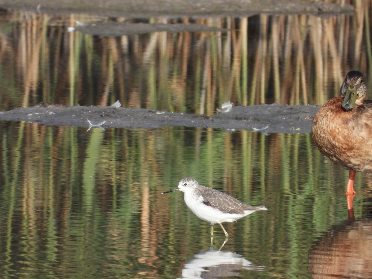 Marsh Sandpiper - ML604565421