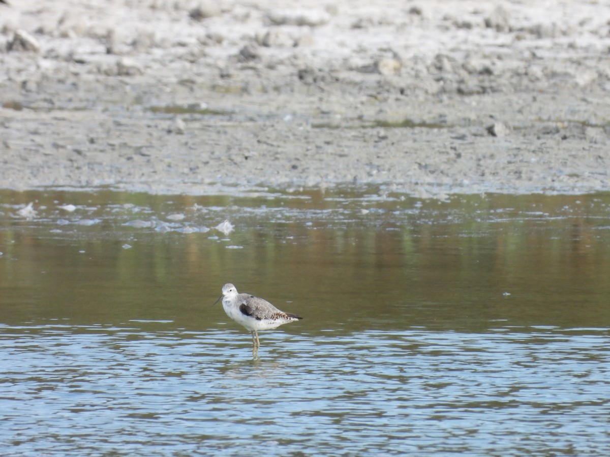 Marsh Sandpiper - ML604565431