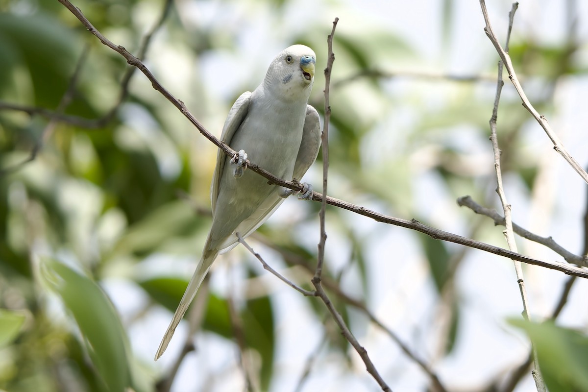 Budgerigar (Domestic type) - Sam Hambly