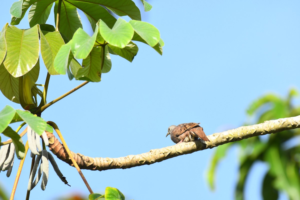 Ruddy Ground Dove - ML604567951