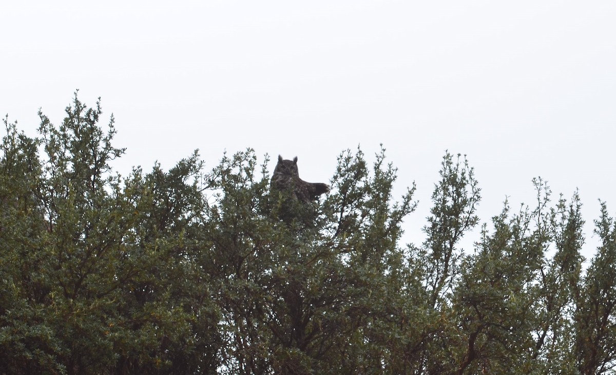 Great Horned Owl - ML604568501