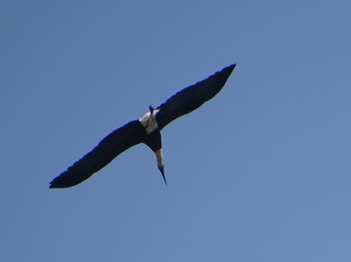 Asian Woolly-necked Stork - ML604569151