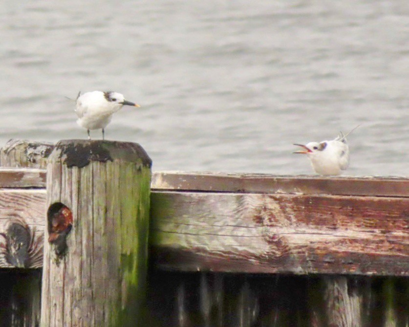 Sandwich Tern - Lani Sherman