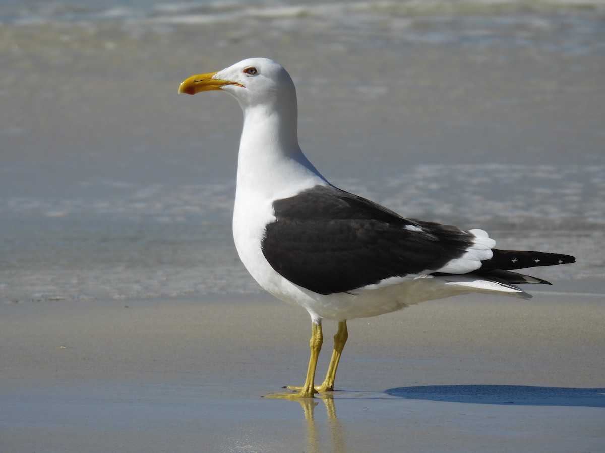 Kelp Gull - ML604569511