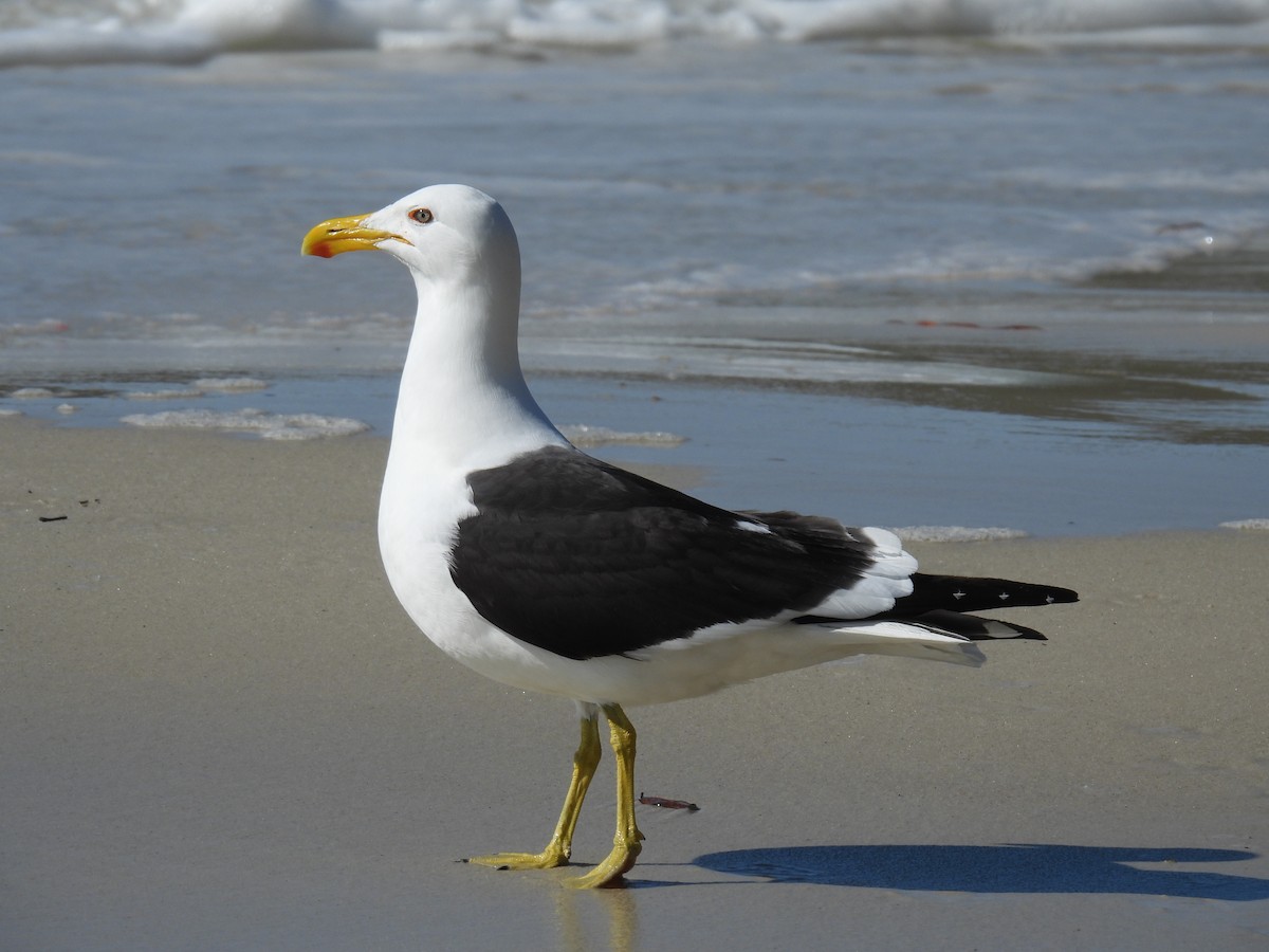 Kelp Gull - ML604569531