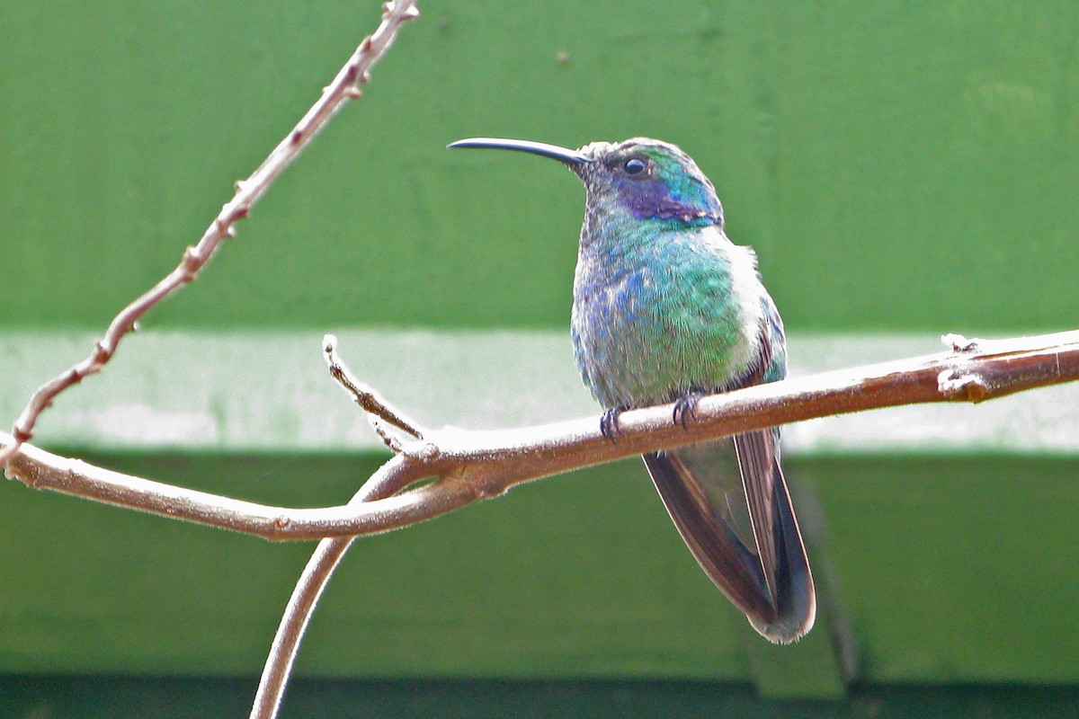 Lesser Violetear (Costa Rican) - Stephen and Felicia Cook