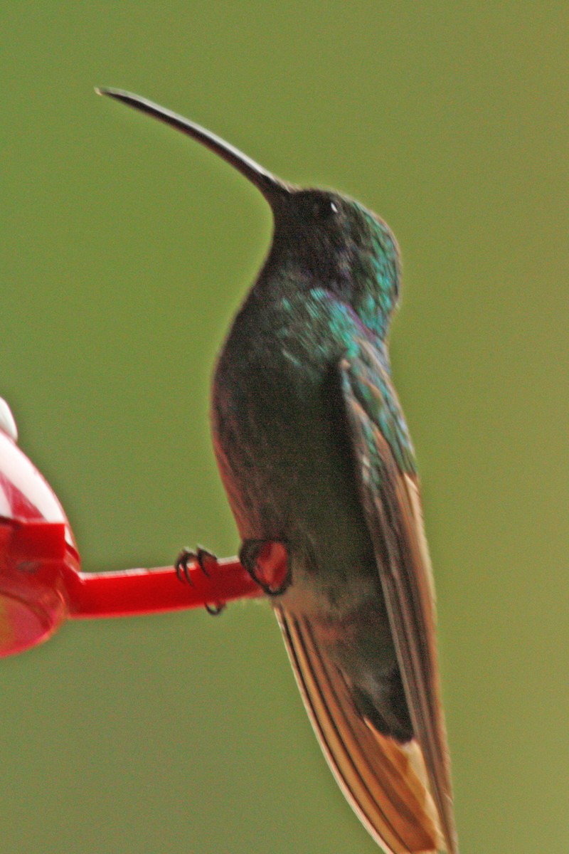kolibřík modrouchý (ssp. cabanidis) - ML604569571