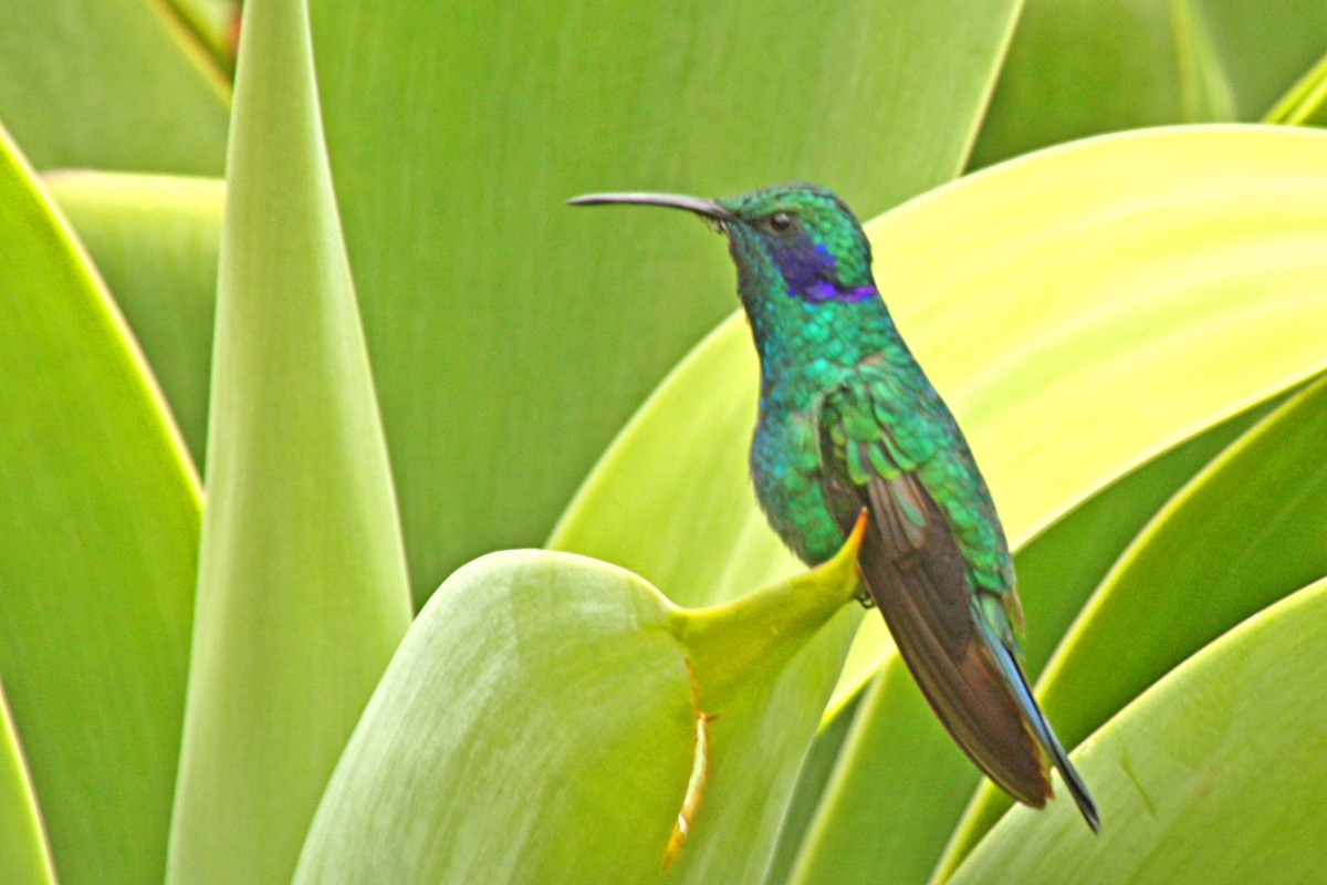 Colibrí Oreja Violeta Menor (de Costa Rica) - ML604569581