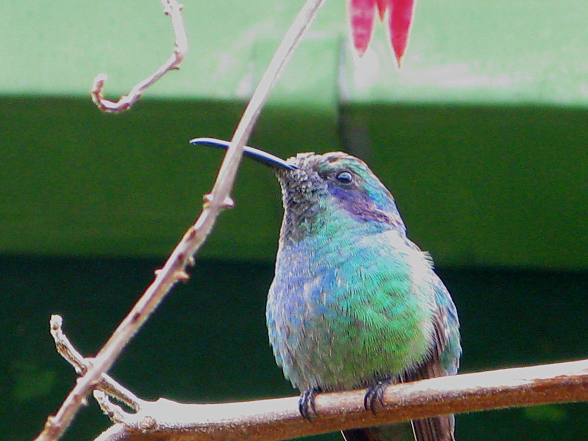 kolibřík modrouchý (ssp. cabanidis) - ML604569601