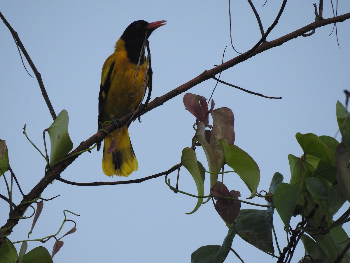 Black-hooded Oriole - ML604571161