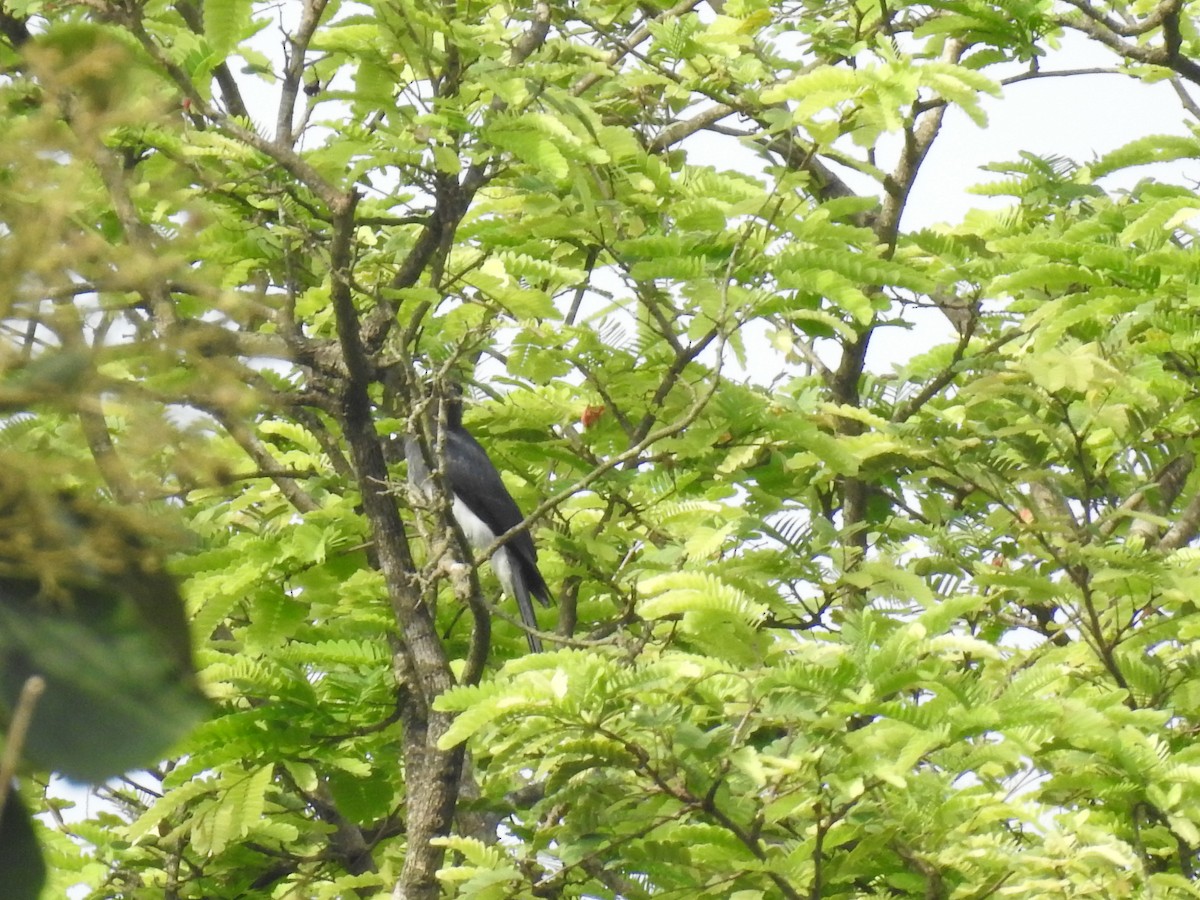 White-bellied Drongo - ML604572101