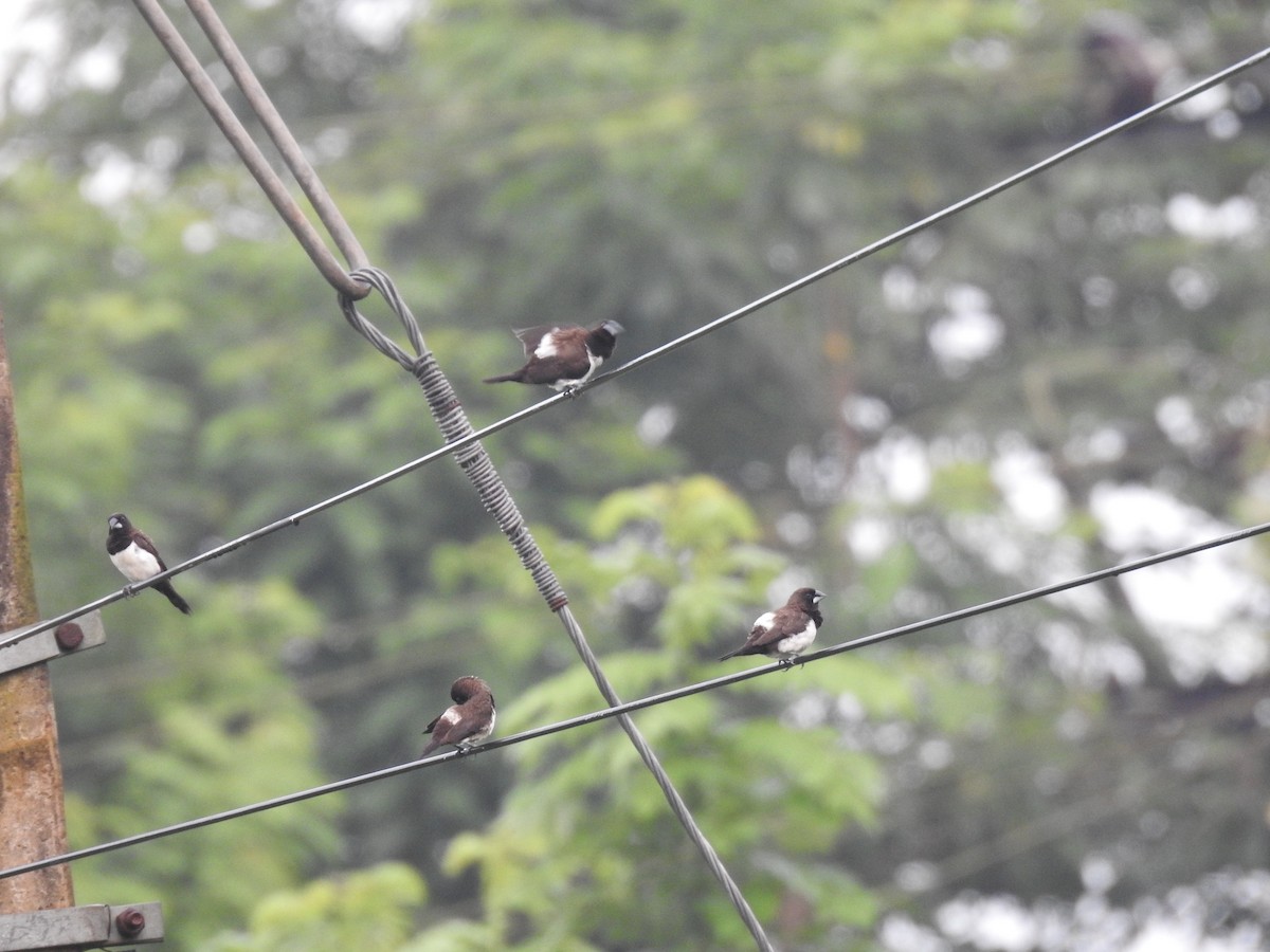 White-rumped Munia - ML604572201