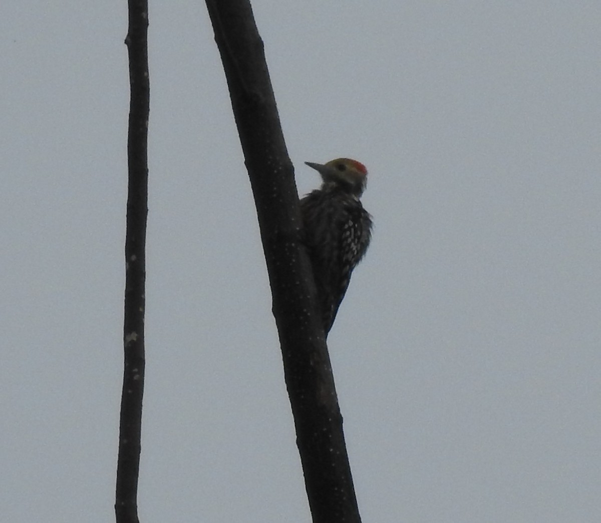 Yellow-crowned Woodpecker - ML604572351