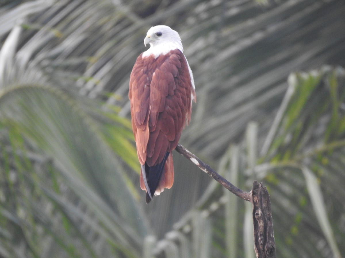 Brahminy Kite - ML604572371