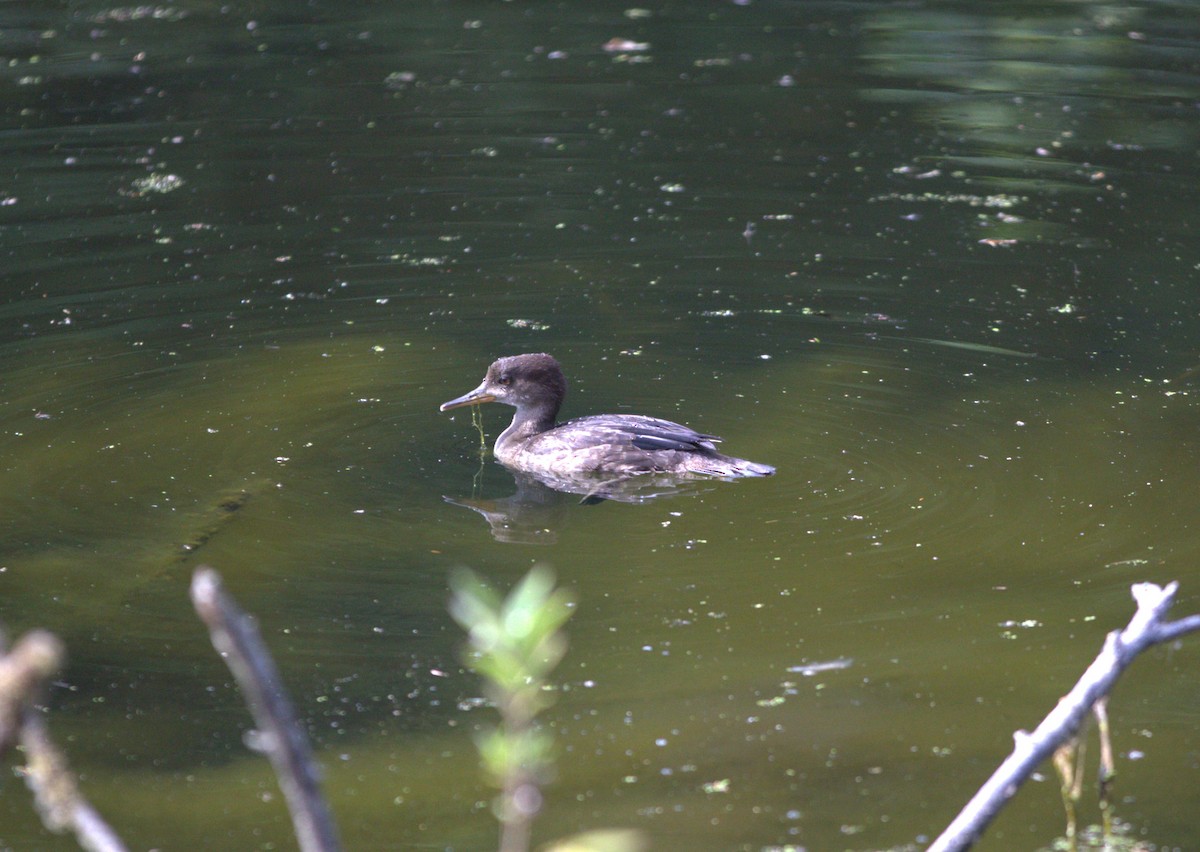 Hooded Merganser - ML604573711