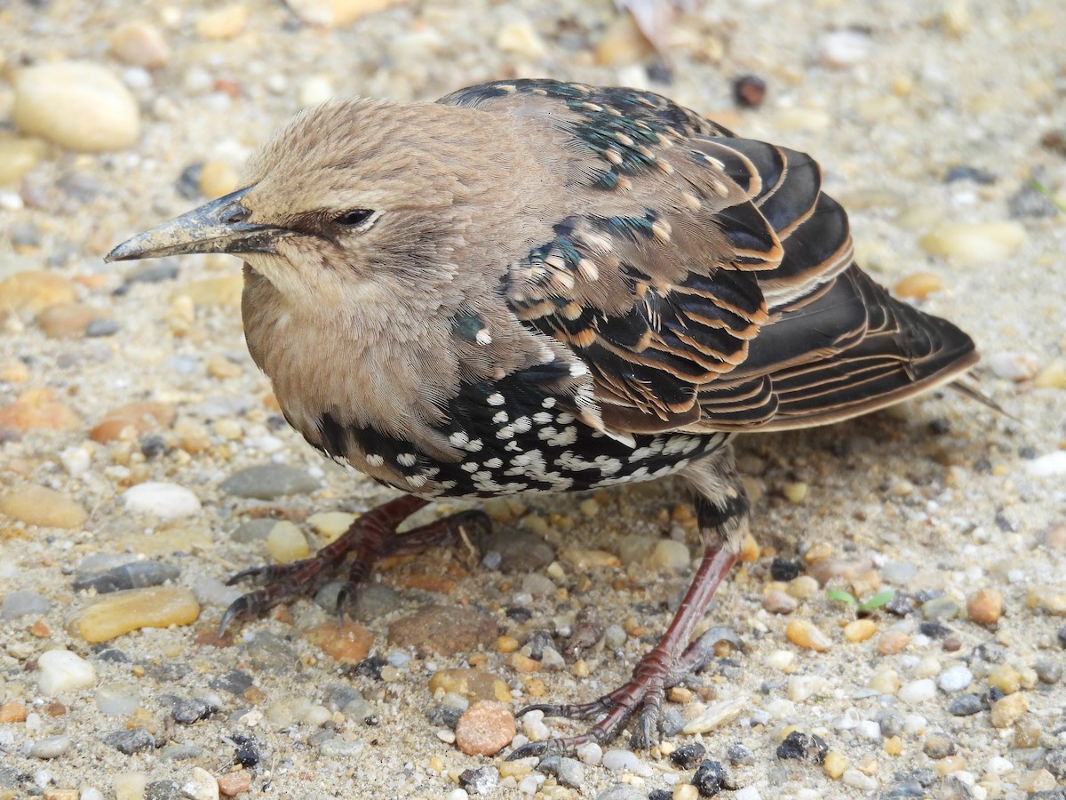 European Starling - ML604573871