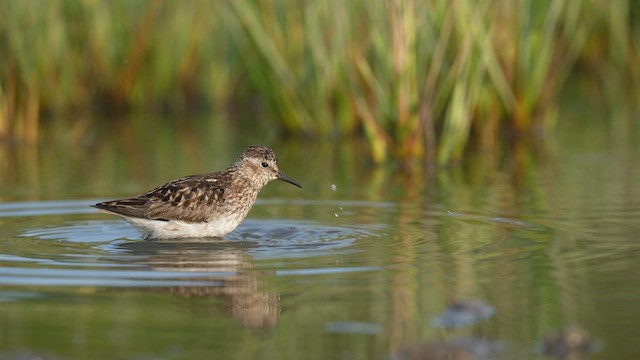 Least Sandpiper - ML604574211