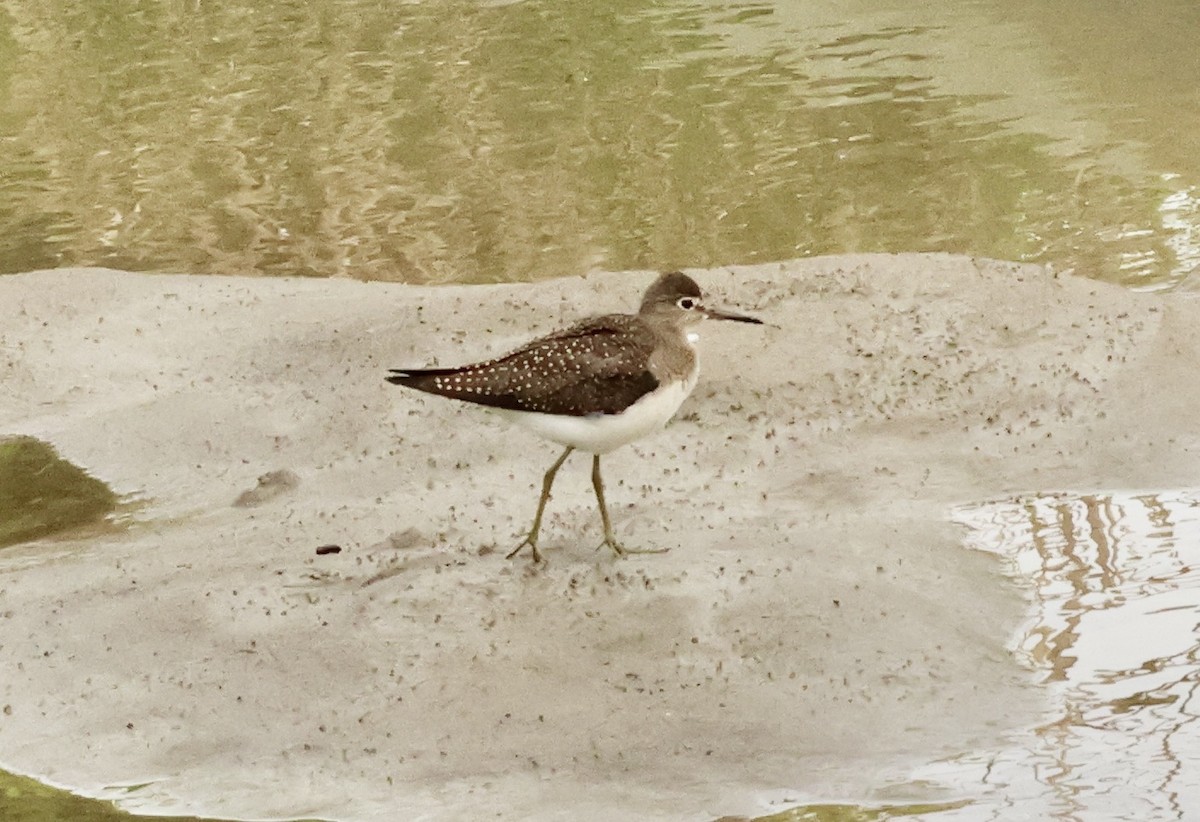 Solitary Sandpiper - ML604574371