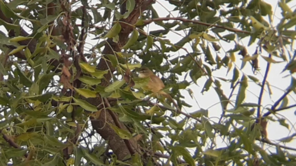 Paddyfield Warbler - Abhi D