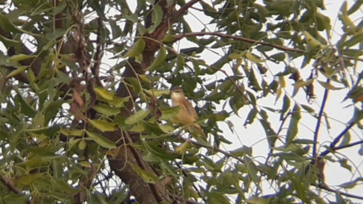 Paddyfield Warbler - Abhi D