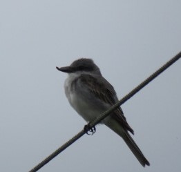 Gray Kingbird - Ken Spilios