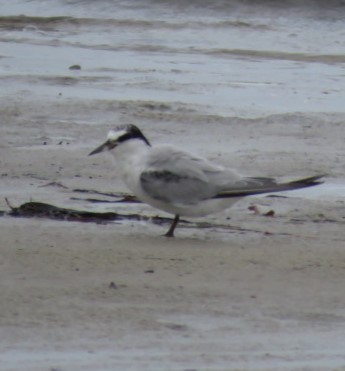 Least Tern - ML604575901