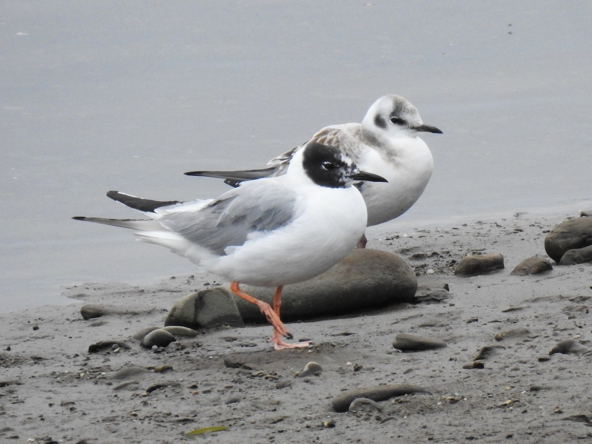 Mouette de Bonaparte - ML604576171