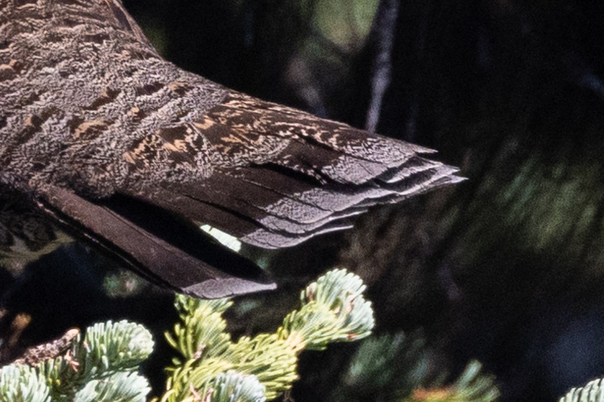 Sooty Grouse - ML604579721