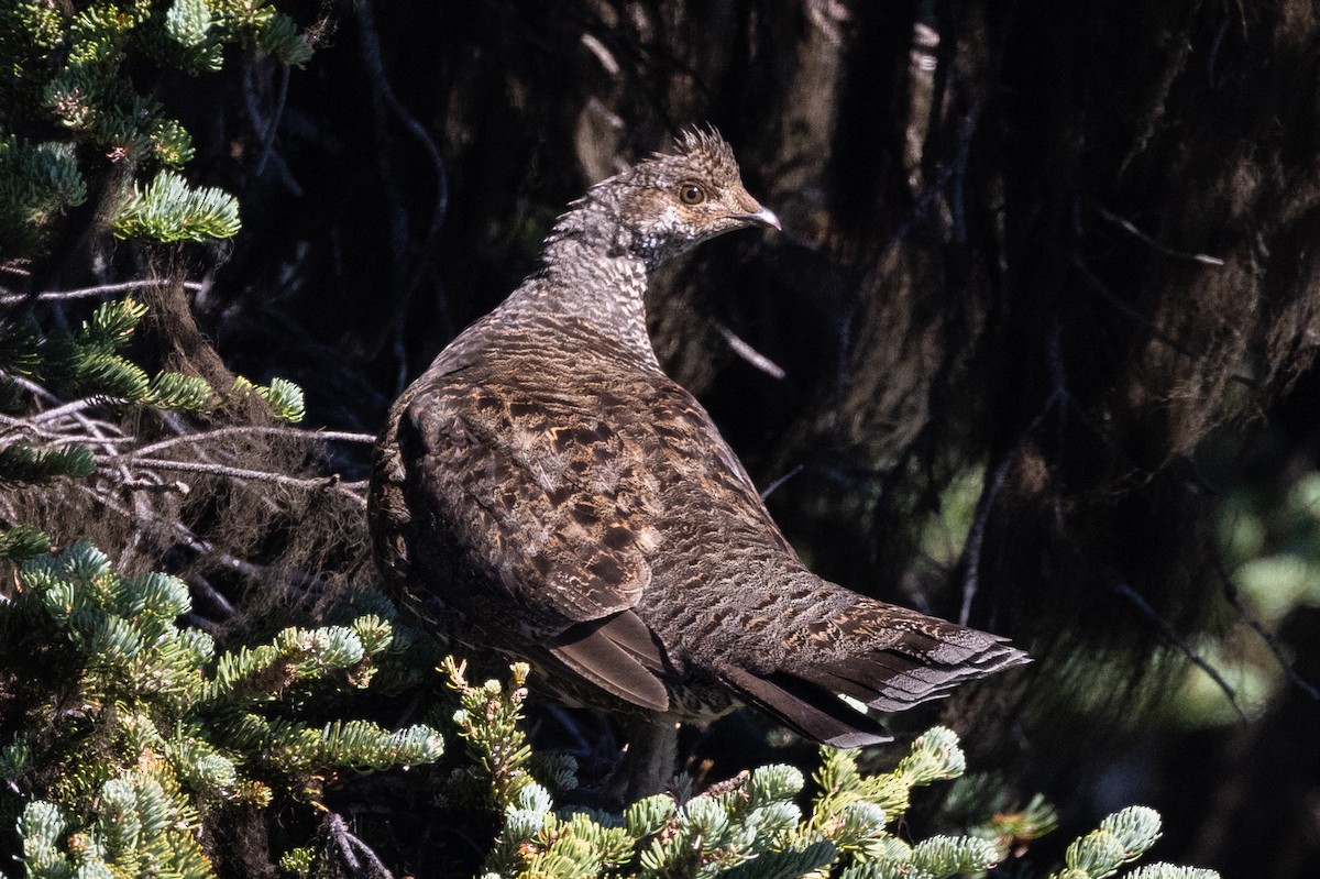 Sooty Grouse - ML604579741