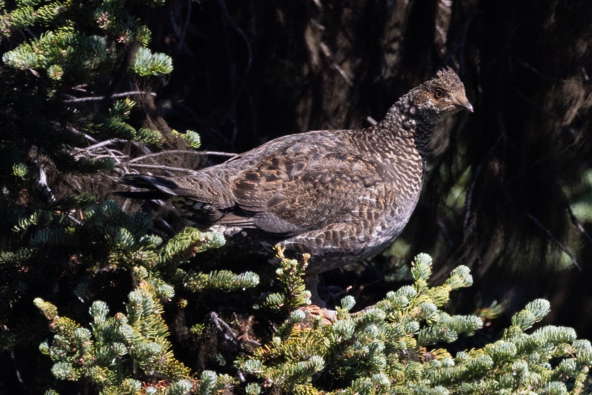 Sooty Grouse - ML604579751