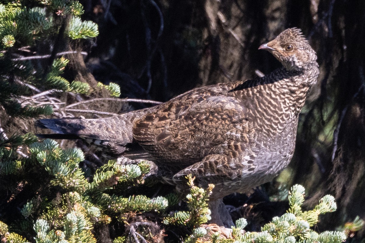 Sooty Grouse - ML604579761