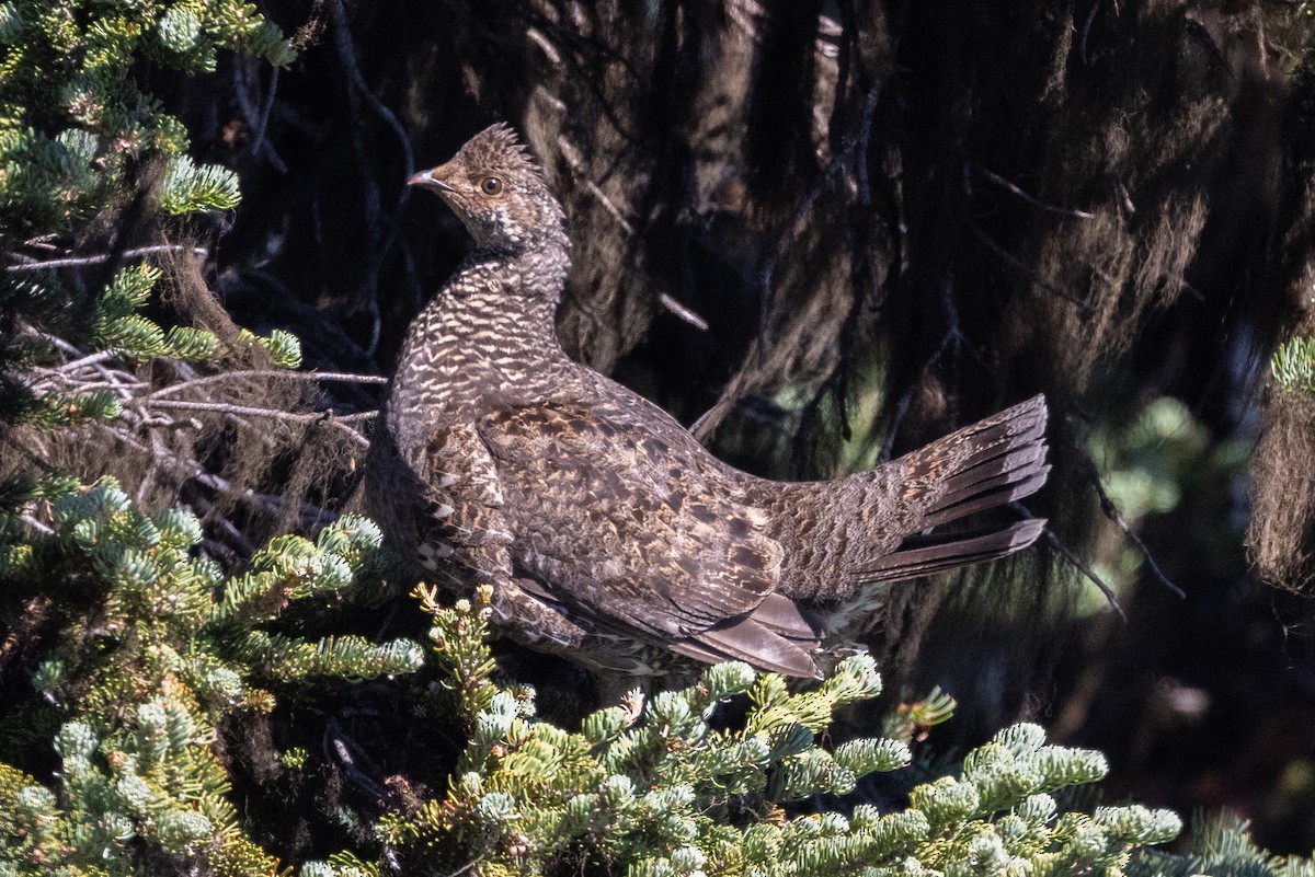 Sooty Grouse - ML604579771