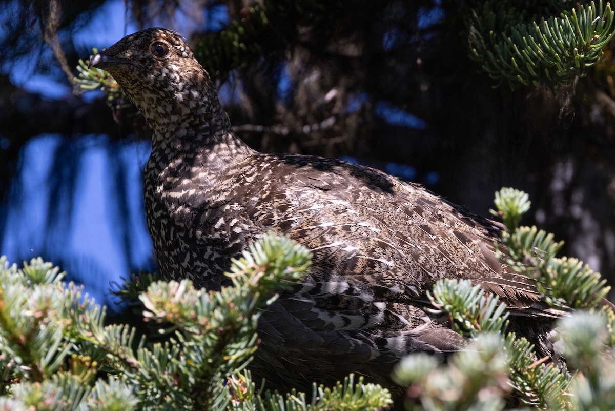 Sooty Grouse - ML604579871