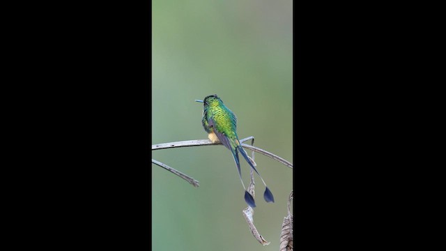 Colibrí de Raquetas Peruano - ML604580661