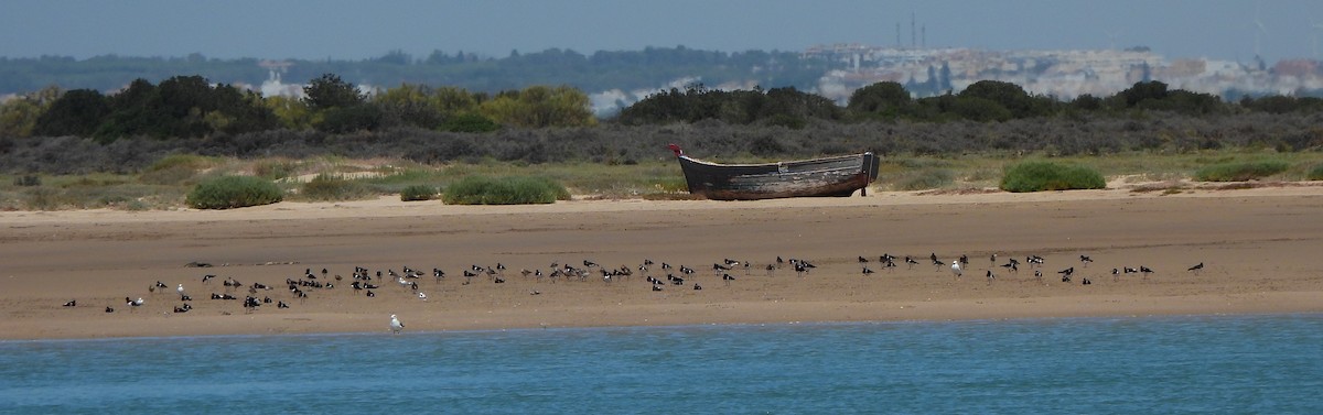 Eurasian Oystercatcher - ML604580701